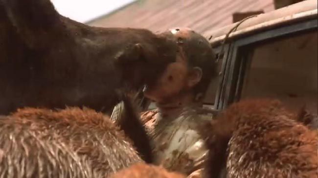 沉默的羔羊211.jpg?v=2