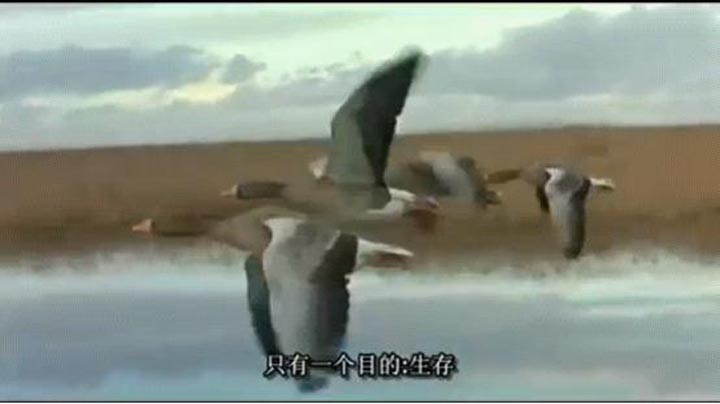 迁徙的鸟2.jpg?v=2