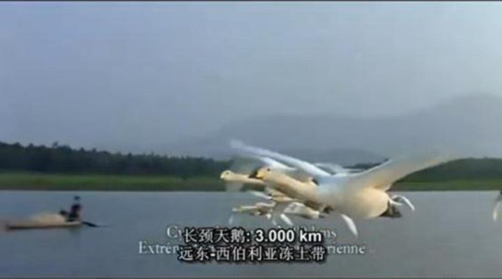 迁徙的鸟5.jpg?v=2