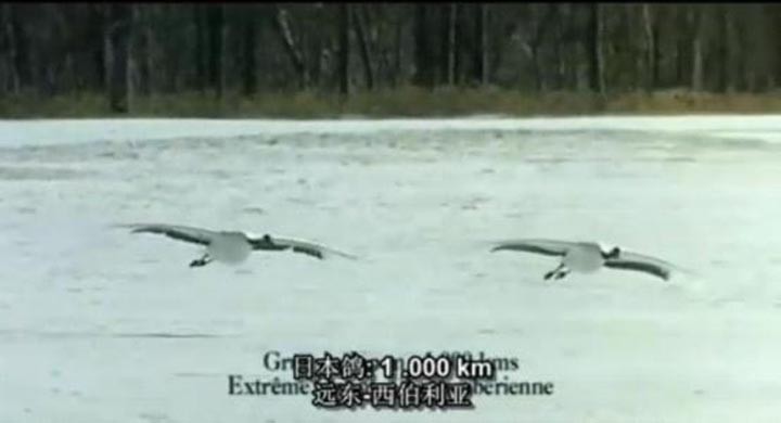 迁徙的鸟7.jpg?v=2