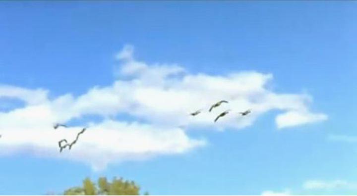 迁徙的鸟10.jpg?v=2