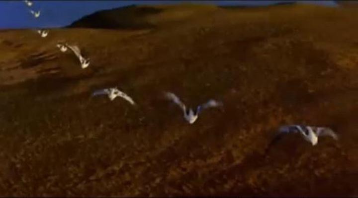 迁徙的鸟9.jpg?v=2